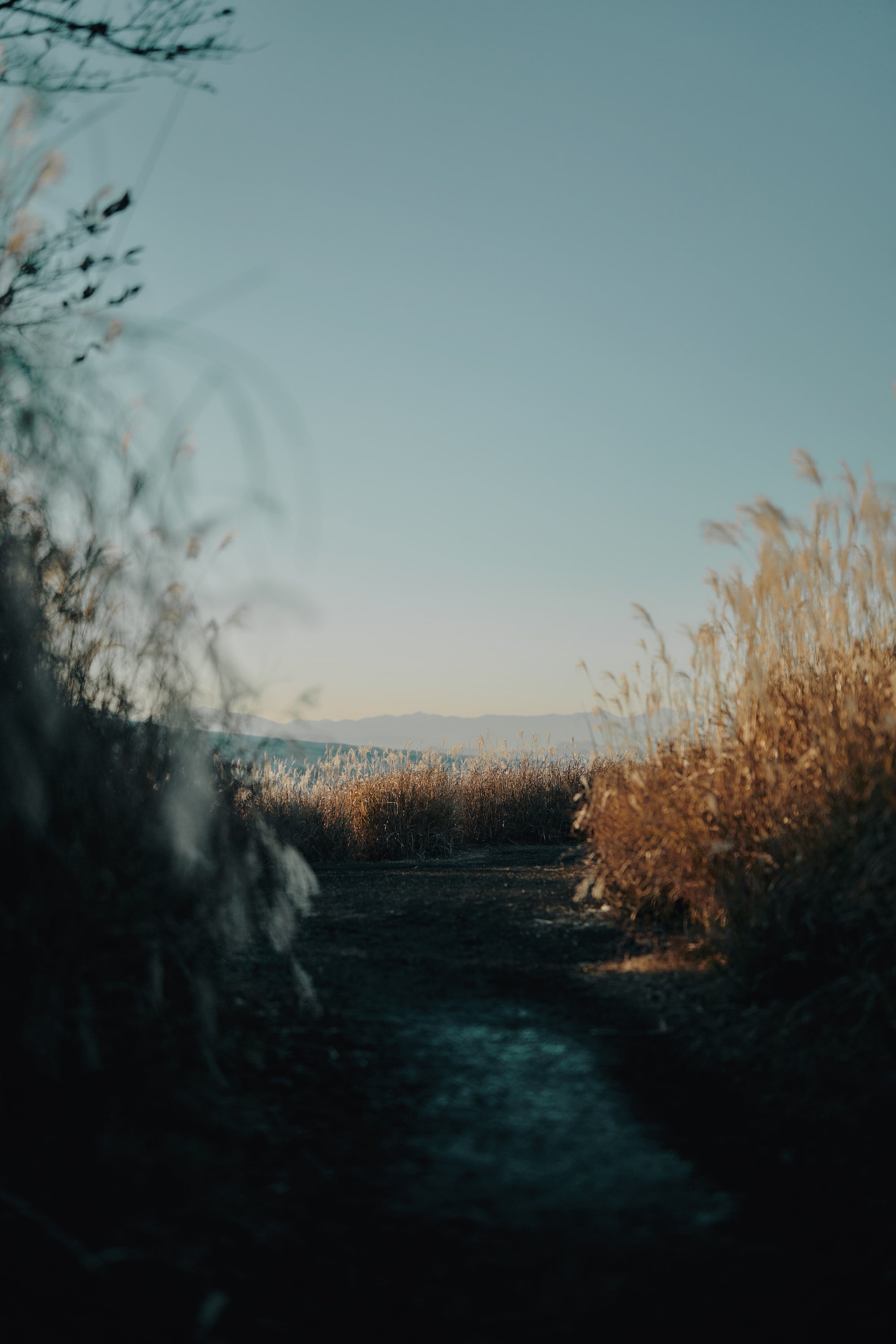 wanderout ステンレスプレート 【廃盤】 wanderout